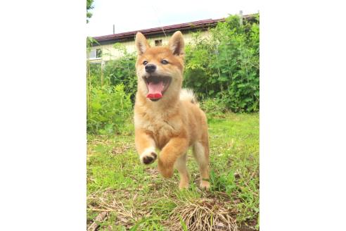 販売中の栃木県の柴犬-396200の3枚目